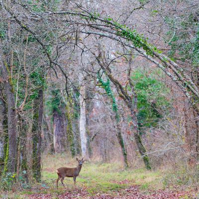 Les vents violents de ces derniers jours ont laissé des stigmates en forêt, que semble ignorer ce brocard dont les bois en velours commencent à repousser... Forêt de Fontainebleau. Décembre 2024.