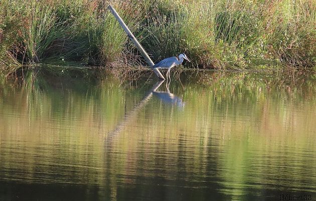 un héron et des reflets