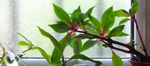 LA PATIENCE DE L'IMPATIENCE