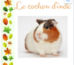 Compréhension orale et écrite à partir d'un livre documentaire: le cochon d'inde