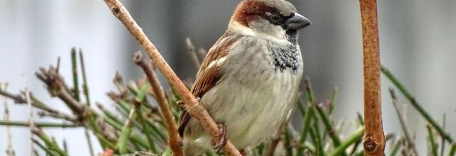 Le moineau domestique du jardin - 2022