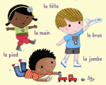 Les parties du coprs