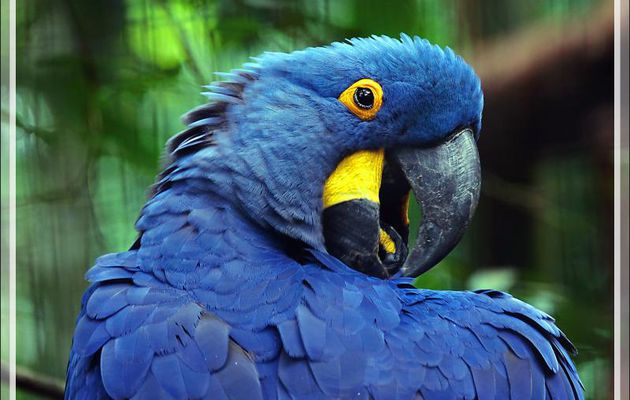 Ara hyacinthe, Hyacinth Macaw (Anodorhynchus hyacinthinus) - Parque das Aves - Foz do Iguaçu - Brésil