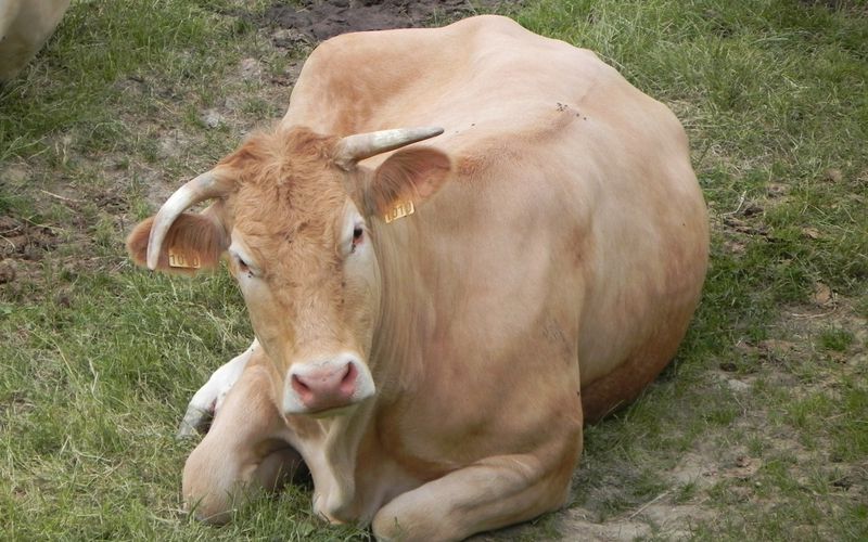 ah la vache ! si gentille ! 