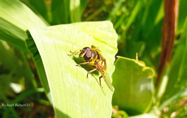 rencontres avec des insectes 