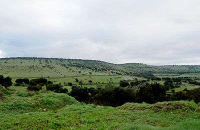 Saint Jacques de Compostelle, le 13/04/2025, de Pedrosillo à Morille, 11,5 km