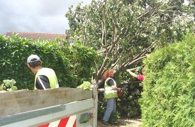 Le tilleul abattu par la tempête...