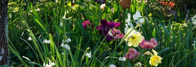 Ma commande de tulipes pour 2026