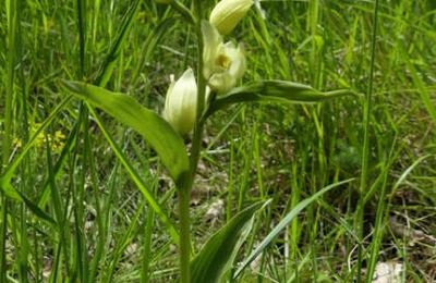 Cephalanthera damasonium   -   céphalanthère de Damas