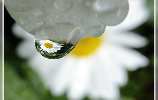 Jour de pluie pour Daisy Flower - Lartigau - Milhas - 31 