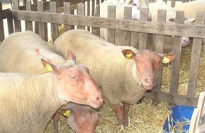 Les moutons....