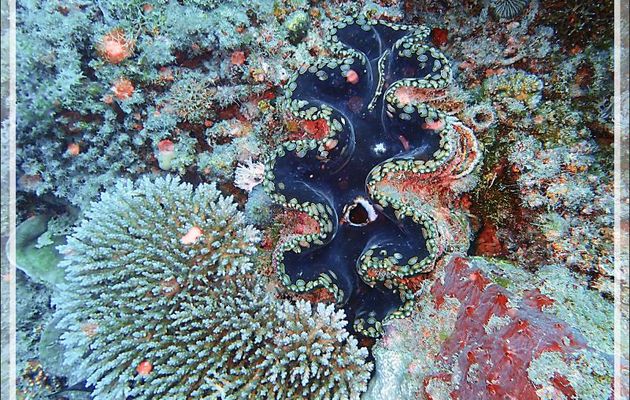 Hésitation entre le Grand bénitier gaufré et le Bénitier commun (Tridacna sp) - Spot Antsoha (Rocher 4ème Frère) - Tsarabanjina - Mitsio - Madagascar