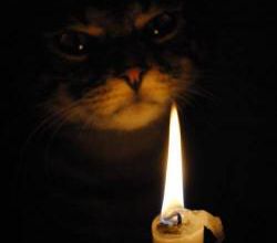 Un tueur de chat dans mon ancien fief