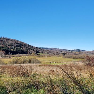 Le 5 novembre 2025 : Changement de pâtures des tarpans