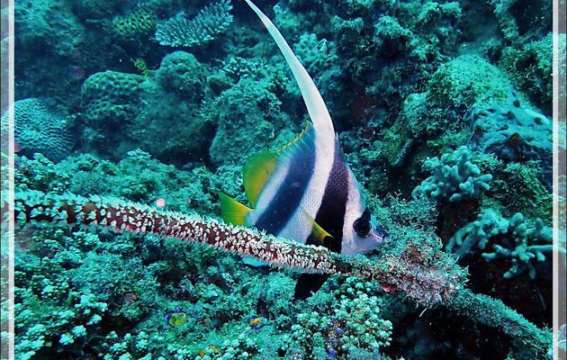 Poisson cocher commun, Pennant coralfish, Shooling bannerfish (Heniochus acuminatus) - Spot Antsoha (Rocher 4ème Frère) - Tsarabanjina - Mitsio - Madagascar