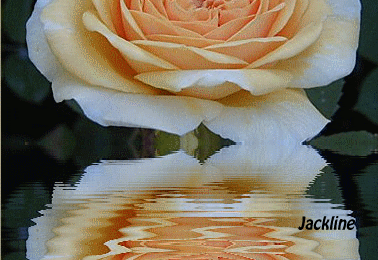 De jolies images pour ceux qui sont sages...