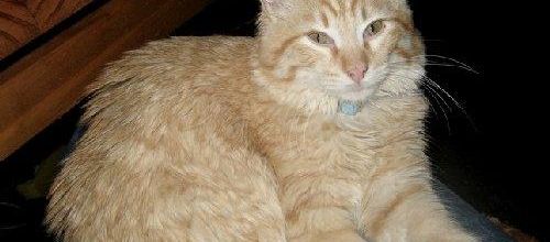 Le chat Caramel...
