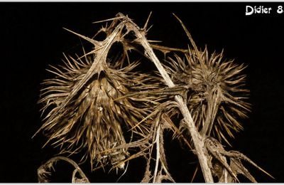 Cirse Commun (3) - Cirsium vulgare