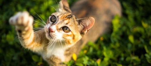 Votre chat est-il droitier ou gaucher?