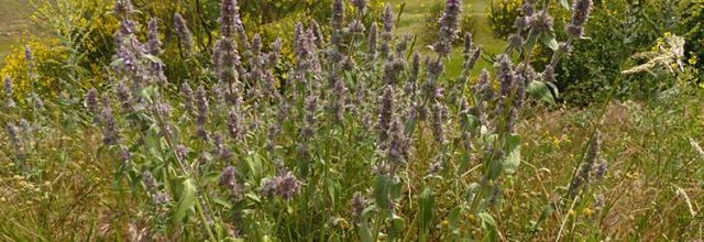 Stachys germanica  -  épiaire d'Allemagne