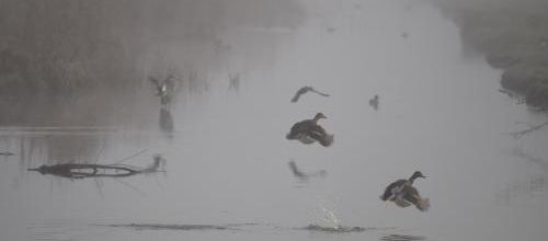 ... un petit matin brumeux...