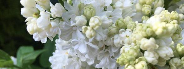 LE LILAS ET MUGUET