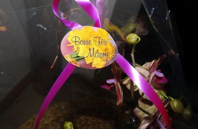 Une orchidée pour la fête des mamies...