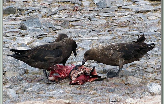 Les labbes antarctiques (Stercorarius antarcticus) passent à table - Gourdin Island - Péninsule Antarctique