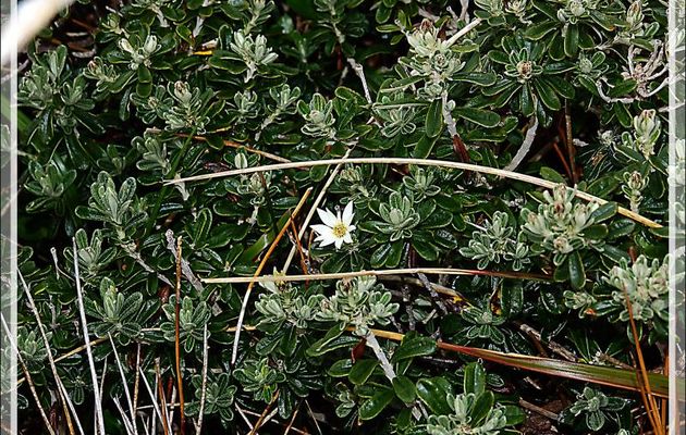 Mata negra (Es), Yeya (Yagan) (Chiliotrichum diffusum) LA FLEUR du Cap Horn - Patagonie - Chili