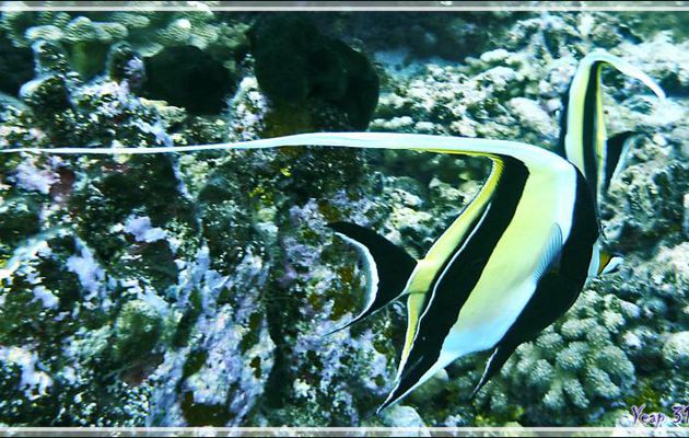 Idole des Maures ou Pavillon cocher ou Zancle cornu, Moorish Idol (Zanclus cornutus) - Passe Tumakohua - Fakarava sud - Tuamotu - Polynésie française