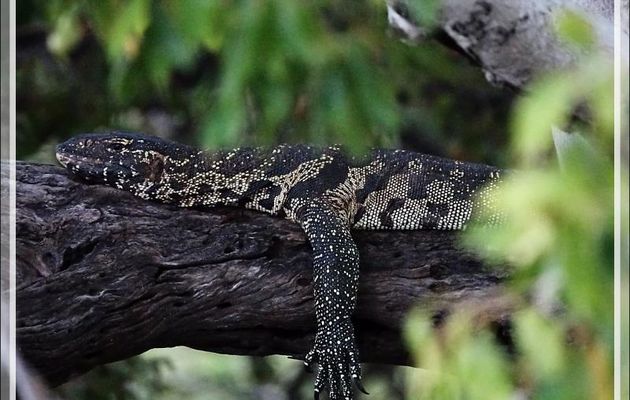 Varan du Nil, Nile monitor lizard (Varanus niloticus) - Fleuve Zambèze - Zimbabwe