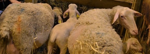 Salon de l'Agriculture 2012 : Le mouton BOULONNAIS