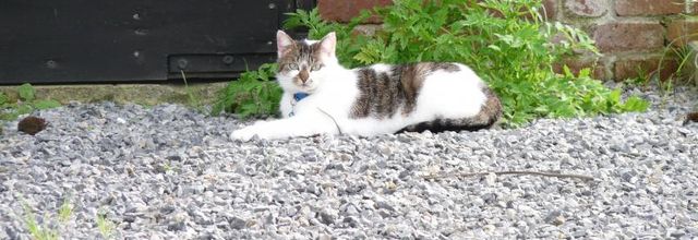 Petit coucou du dimanche