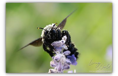 L'Abeille qui se roule dans le pollen...