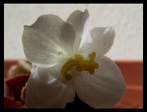 Fleur de Bégonia