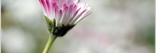 Pâquerette (4) - Bellis perennis
