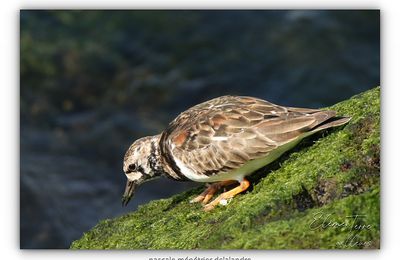Tournepierres à collier ♀ & ♂