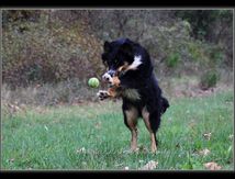 Jeu de balle...