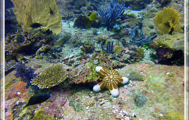 Etoile-coussin granuleuse, Granular starfish (Choriaster granulatus) - Nosy Tsarabanjina - Archipel des Mitsio - Madagascar