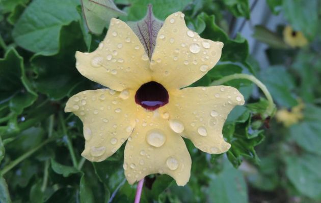 une fleur et des gouttelettes