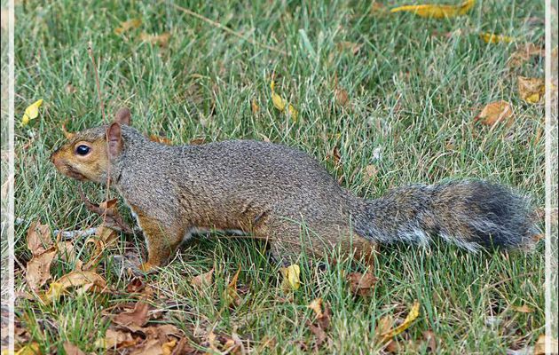 Écureuil gris, Grey squirrel (Sciurus carolinensis) - Niagara Falls - Ontario - Canada