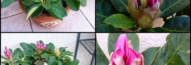 RHODODENDRON