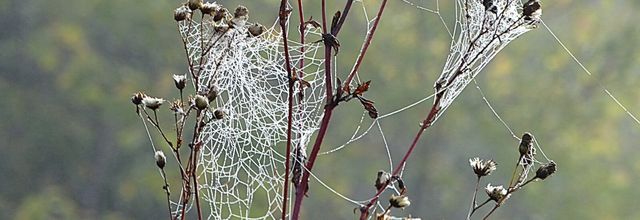 Le soleil du dilanche