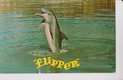 EB - Triste record : plus de 400 dauphins échoués sur la côte Atlantique depuis début 2019...