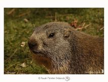 Portraits de Marmottons