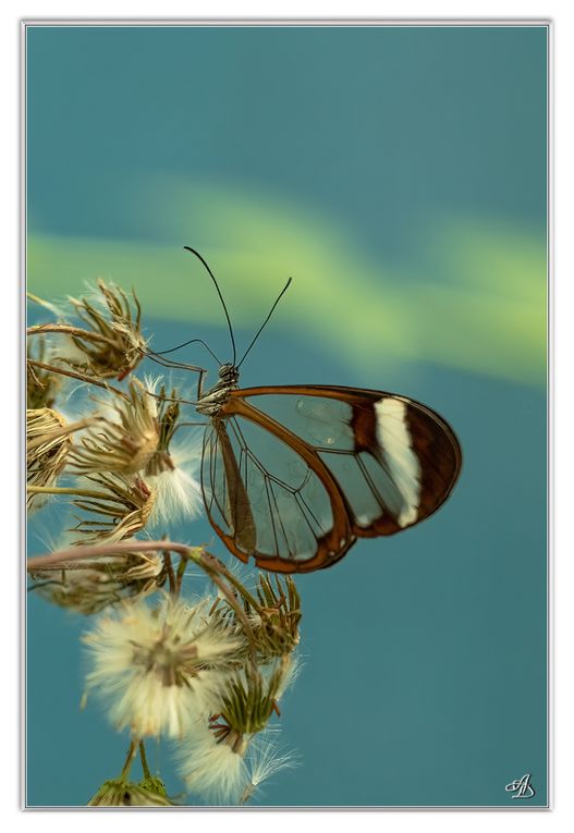 03 - Insectes