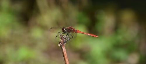 libellule rouge