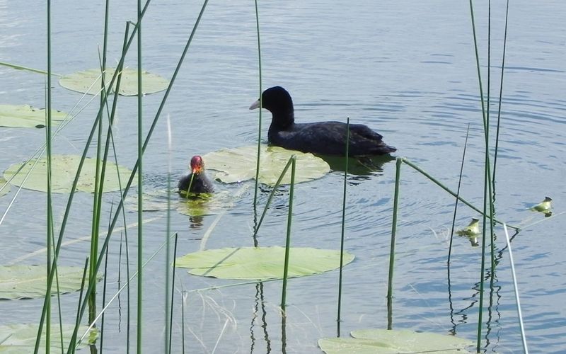 des poules d'eau 