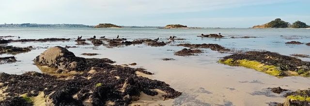 sur la gréve  oiseaux marins 