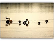Cohabitation sur le lac...